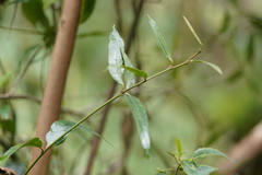 Parsonsia brownii