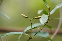 Parsonsia brownii