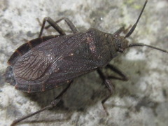 Hygia lativentris