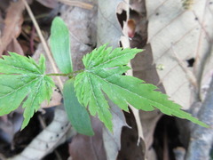 Acer pseudosieboldianum