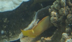 Pseudochromis fuscus