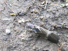 Pteronarcys sachalina