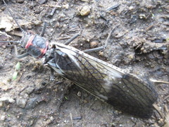 Pteronarcys sachalina