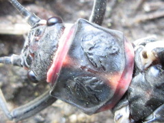 Pteronarcys sachalina