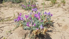 Oxytropis lanata