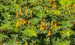 Senna reticulata