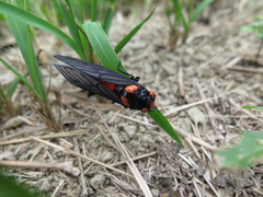 Huechys sanguinea