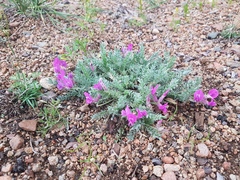 Oxytropis lanata