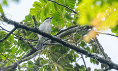 Pachyramphus rufus
