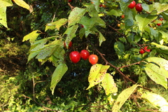 Prunus hortulana