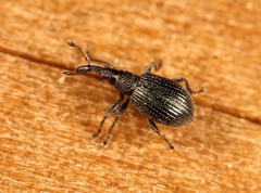 Ischnopterapion virens