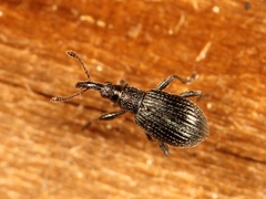 Ischnopterapion virens