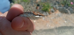 Psammophis biseriatus