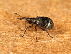 Ischnopterapion virens