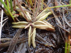 Pinguicula lusitanica