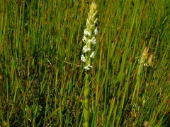 Satyrium stenopetalum