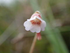 Pinguicula lusitanica