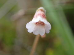 Pinguicula lusitanica