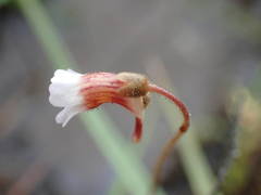 Pinguicula lusitanica