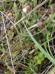 Pinguicula lusitanica