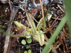 Pinguicula lusitanica