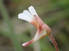 Pinguicula lusitanica