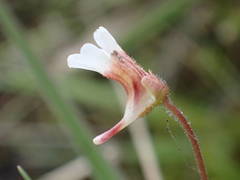 Pinguicula lusitanica