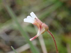 Pinguicula lusitanica