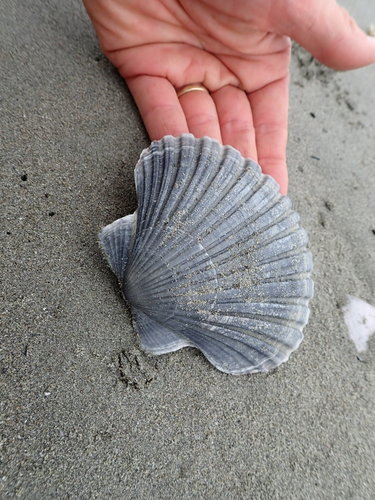 photo of New Zealand Scallop (Pecten novaezelandiae)