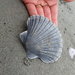 photo of New Zealand Scallop (Pecten novaezelandiae)