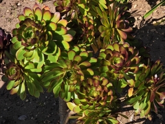 Aeonium arboreum
