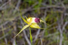 Caladenia infundibularis