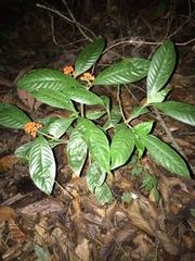 Palicourea racemosa