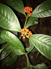 Palicourea racemosa