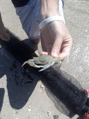 Callinectes similis