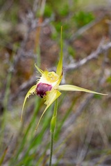 Caladenia infundibularis