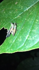 Scaria