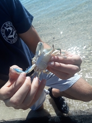Callinectes similis