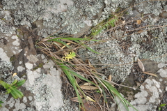 Poa anceps