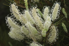 Grevillea pterosperma