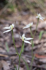 Caladenia marginata