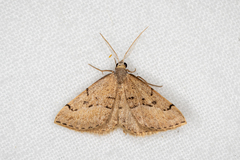Dichromodes usurpatrix