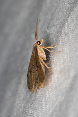 Dichromodes usurpatrix