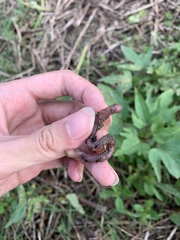 Pontoscolex corethrurus