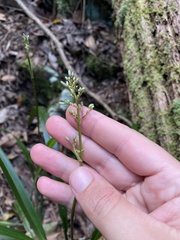 Dianella caerulea assera