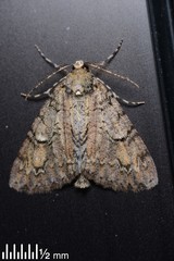 Pseudocoremia suavis