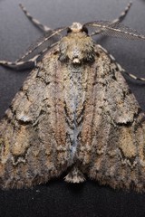 Pseudocoremia suavis