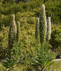 Echium simplex