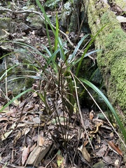 Dianella caerulea assera