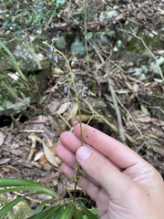 Dianella caerulea assera